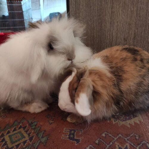 Nuvolo E Fly - Maschio E Femmina - 5 Anni (2020) - Conigli  - Carattere: Molto Dolci E Socievoli